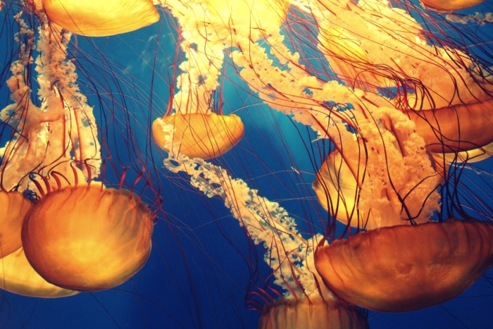 40 Beautiful And Amazing Aquatic Life Photos