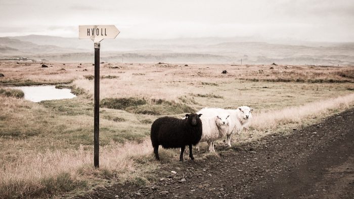 Conformity kills innovation: embrace your company's black sheep