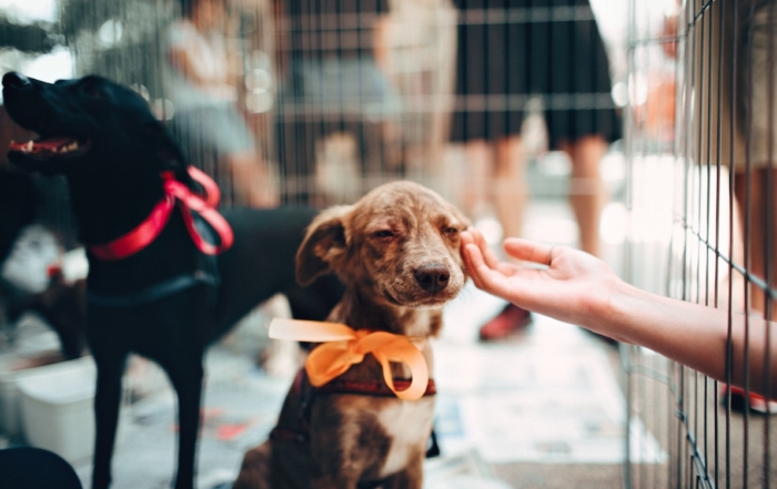 Animal shelter design cues