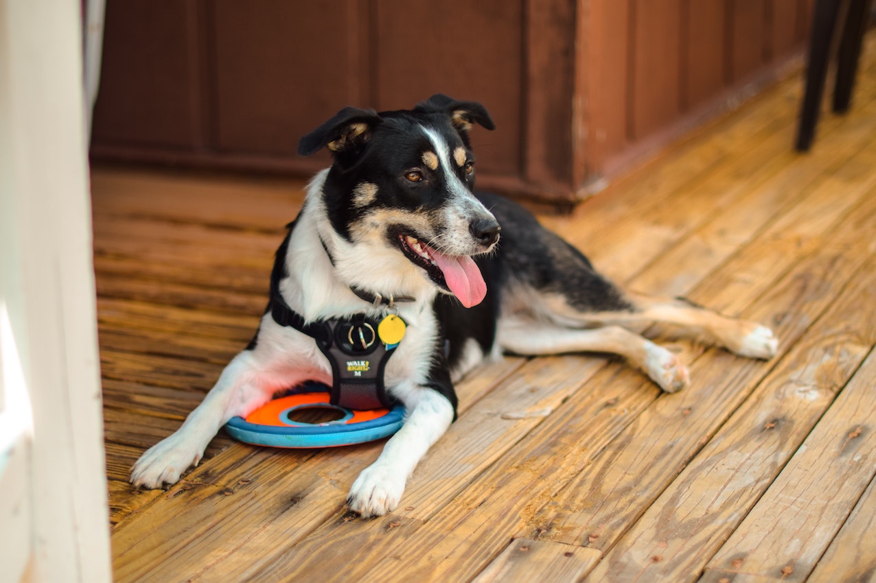 How to transform a shelter dog into a service dog | The Jotform Blog