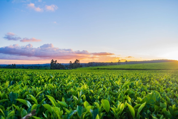 4 agricultural marketing problems that farmers face
