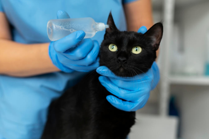Veterinary appointment scheduling systems