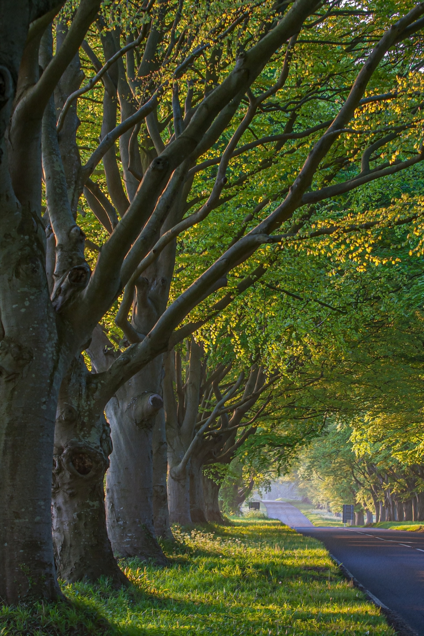 Nice Photo Tree 50 Beautiful Examples of Tree Photography | Jotform Blog