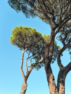 50 Beautiful Examples of Tree Photography | The Jotform Blog