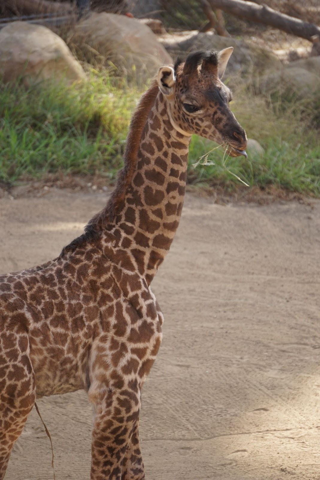 Photo of a baby giraffe at a zoo