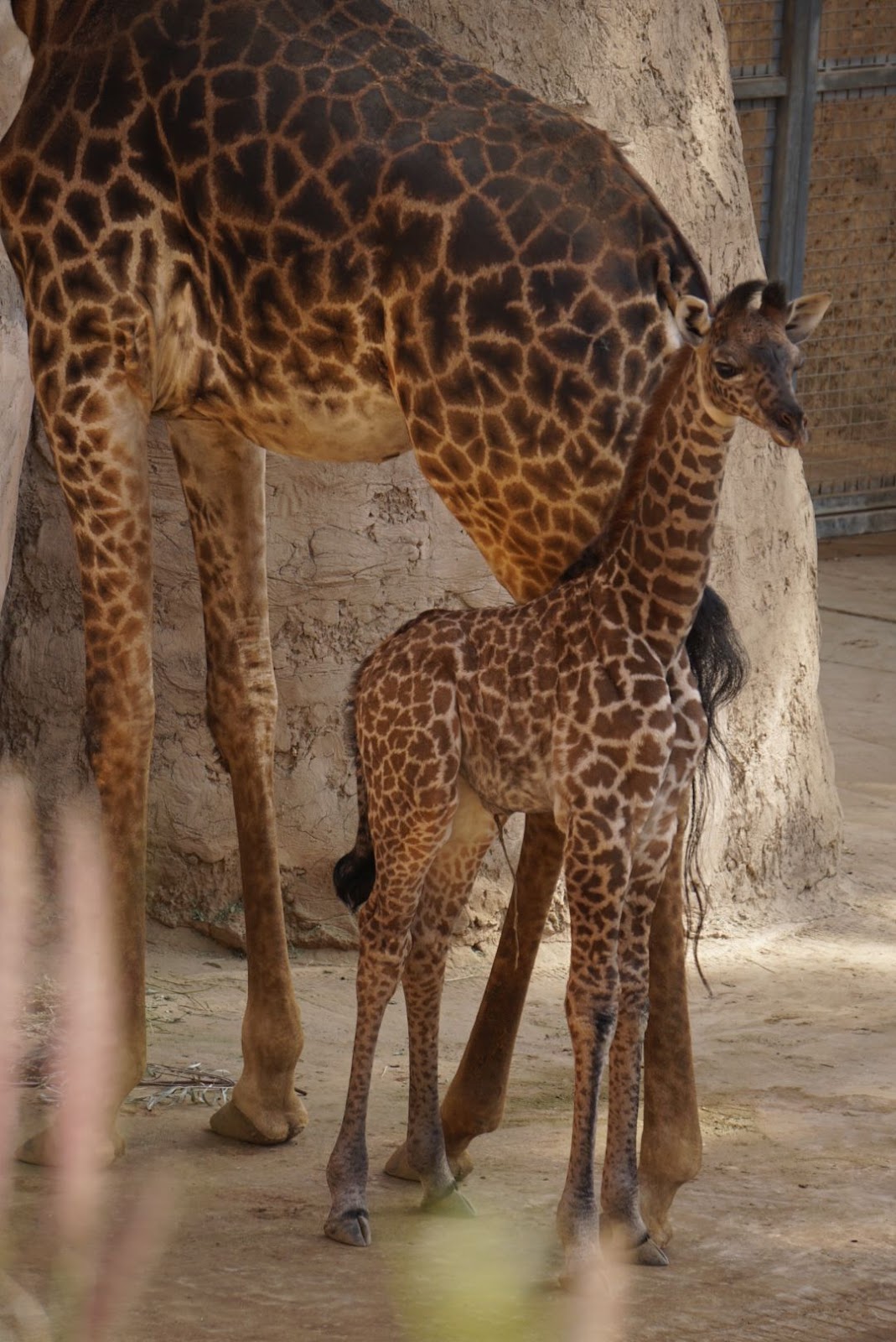 Photo of a baby giraffe standing next to an adult giraffe
