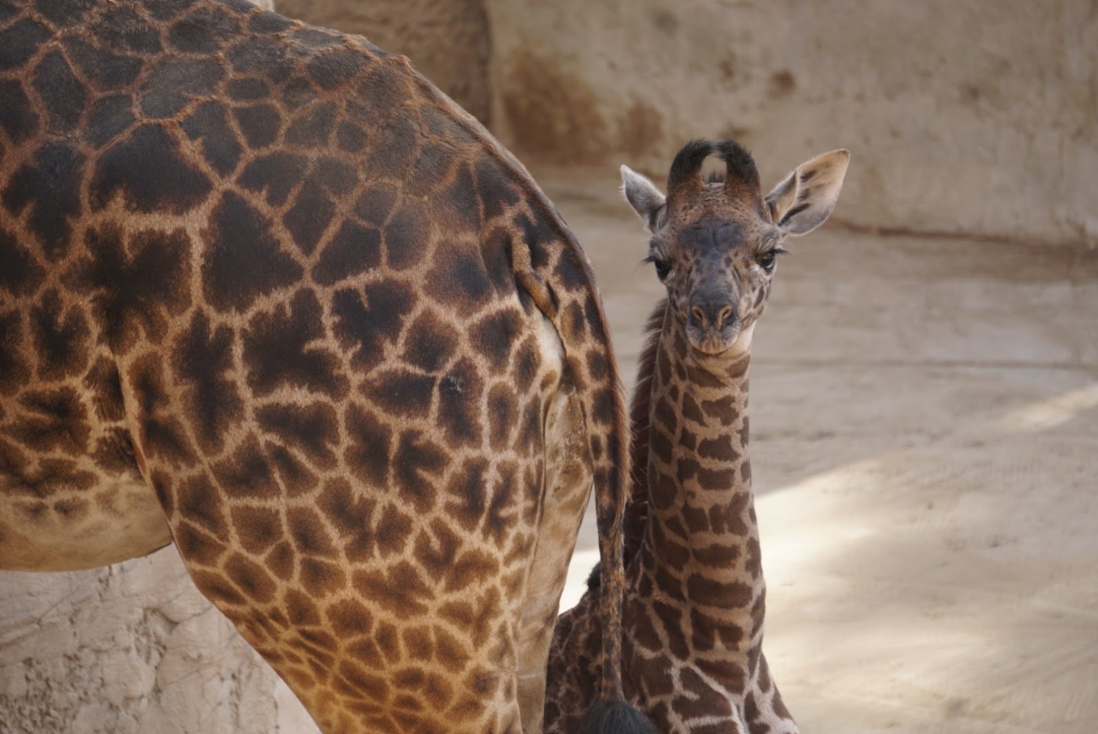 Close-up photo of a baby giraffe standing next to an adult giraffe
