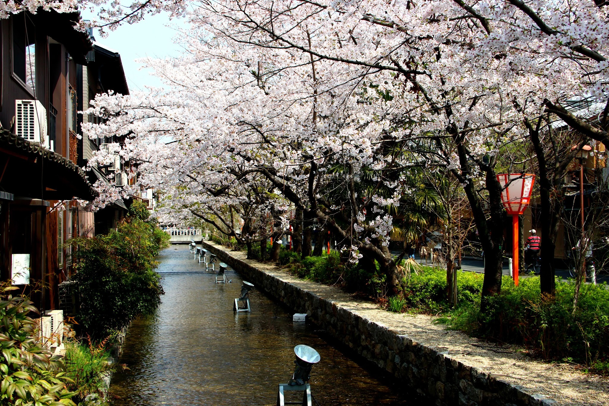 A canal in Kyoto, Japan, lined with blooming cherry trees, located 15 minutes from the GenkiJACS Kyoto campus